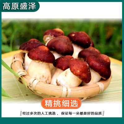 赤松茸鲜菇